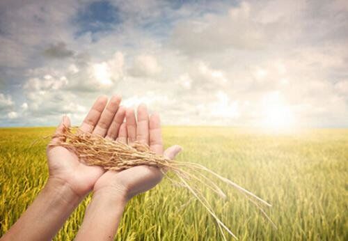 2018����ؼ�ũҵ��ͷ��ҵ����걨��������