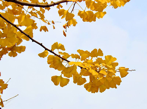 �ִ壬��һ�ù�������