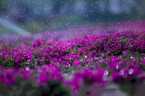 ӰʰȤ 