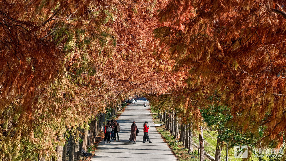 显桥水杉美如画 冬日打卡正当时
