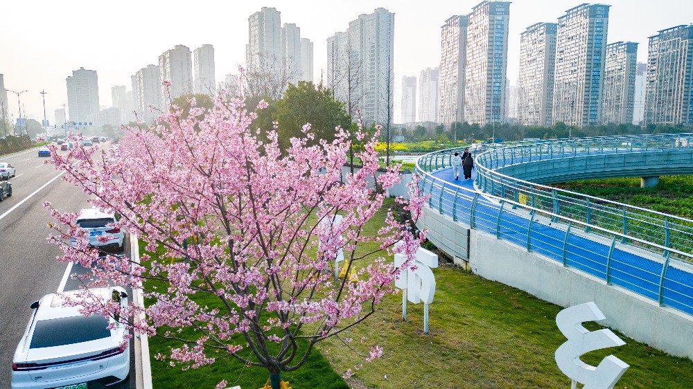 樱花烂漫,点亮城市风景线