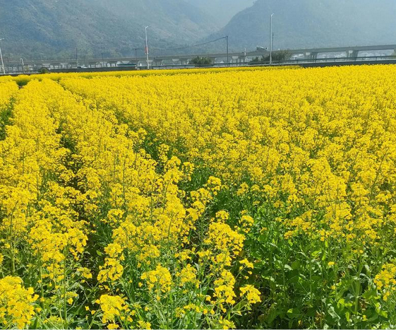 ���� | �Ϻ�����ʦ